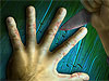 5 Fingers Fillet5 Fingers Fillet