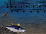 Ocean Survivor