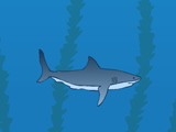 Shark Bait